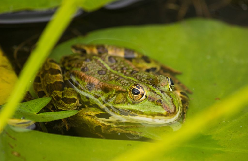 Macro photo of a green frog on a lily pad with detailed skin and soft blurred foliage background Wallpaper