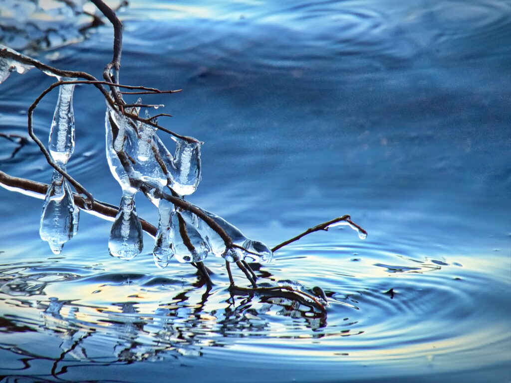 Ice-Covered Branch Macro: Serene Water Wallpaper Background