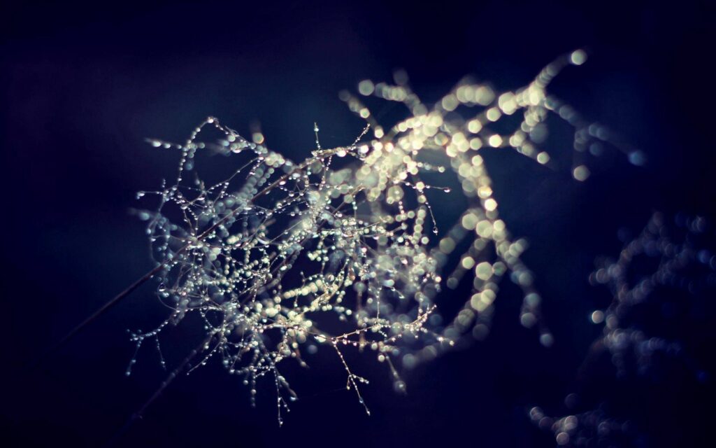 Dreamy Macro Shot of Morning Dew on Branch | Serene Wallpaper
