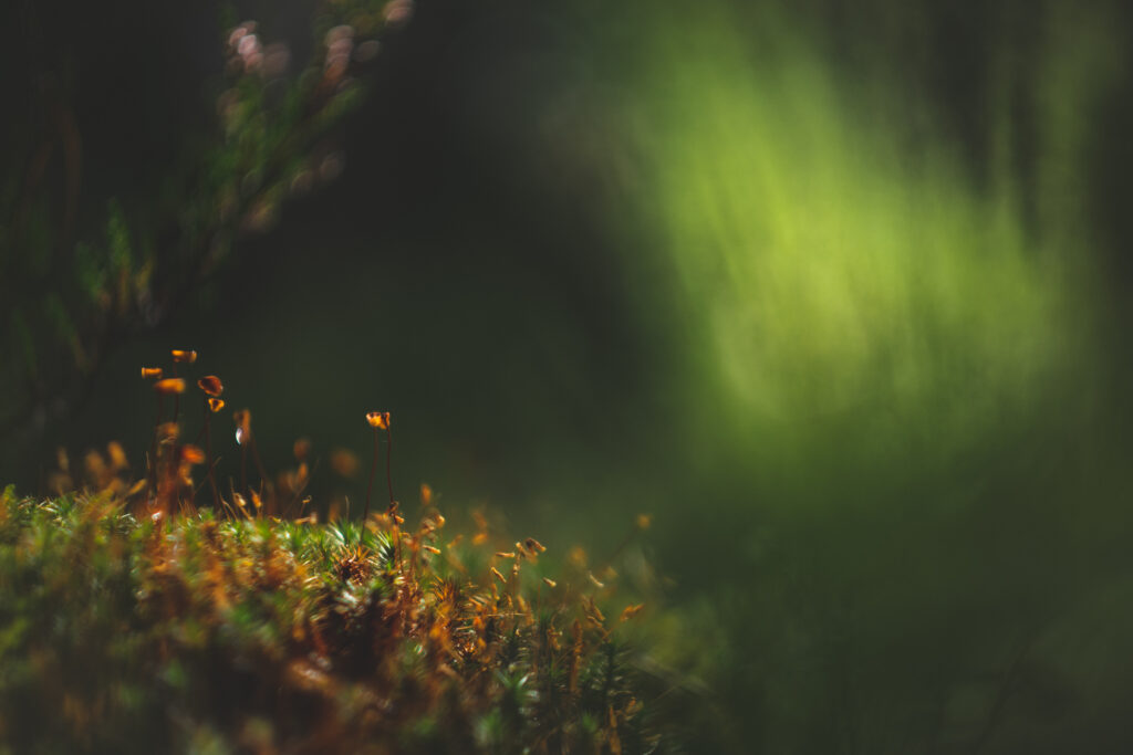 Serene Macro Moss Wallpaper: Vibrant Green Details & Blurred Background