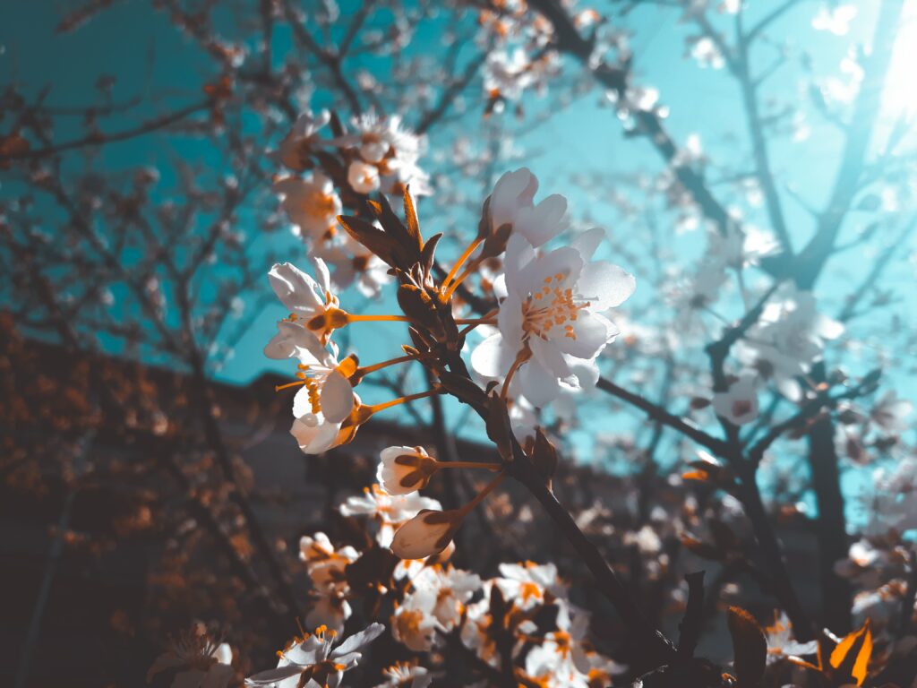 Serene Sakura Blossom Macro: White Petals & Blue Sky Wallpaper