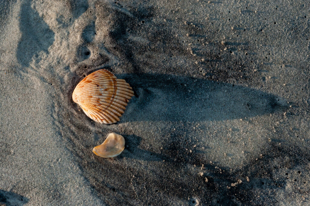 Macroscopic Seashells on Textured Sand: Serene Coastal Wallpaper