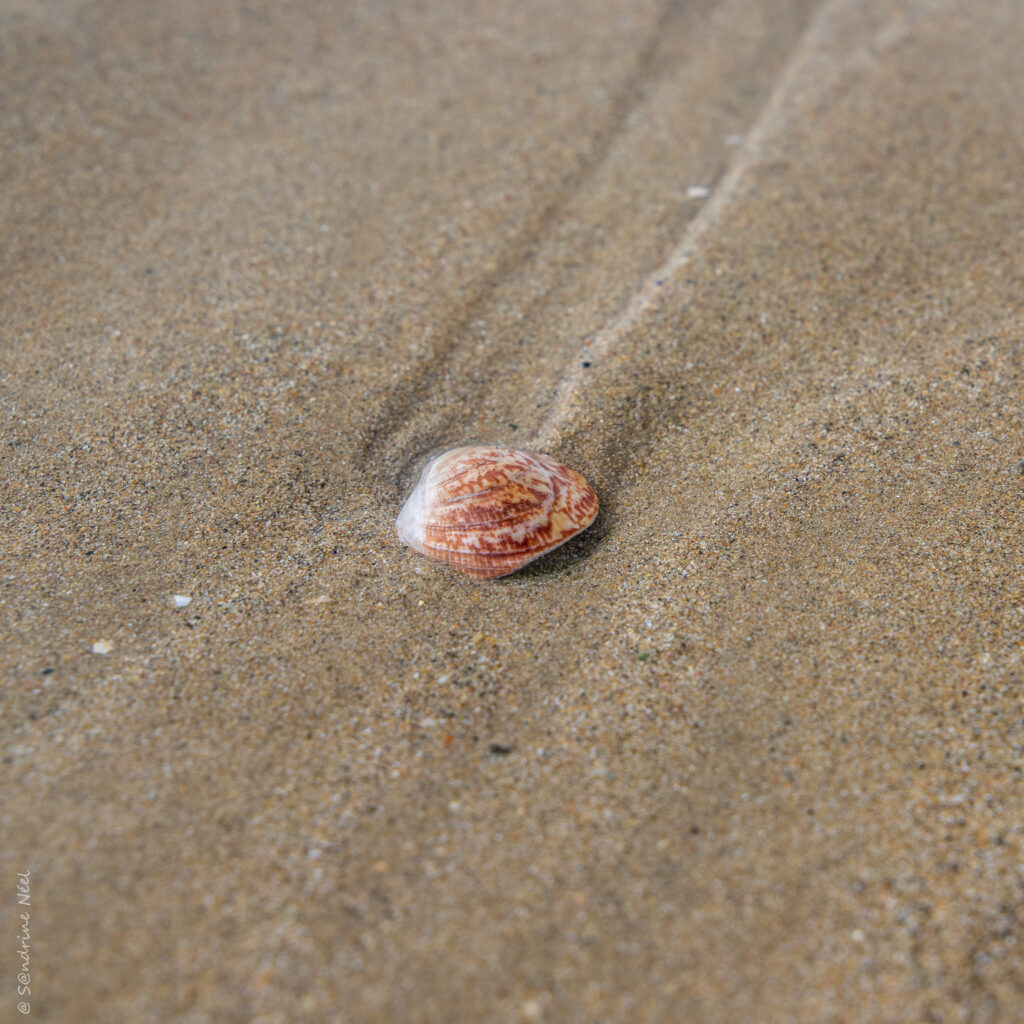 Serene Macro Shell Wallpaper: Tranquil Sand and Natural Details