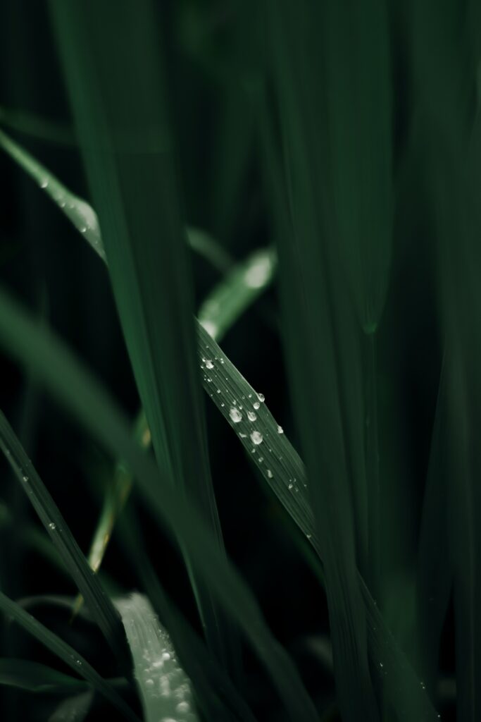 Stunning Macro of Dewy Grass Blades - Nature Wallpaper Background