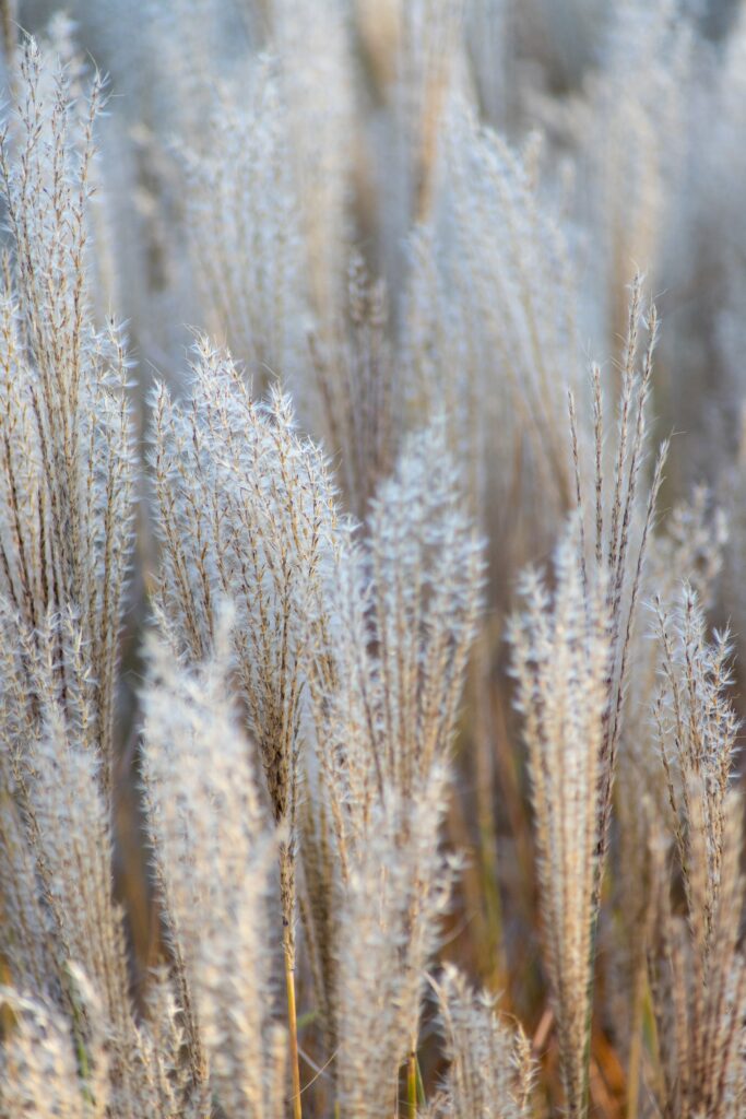 Delicate Fluffy Grass Spikelets – Serene Macro Wallpaper Background