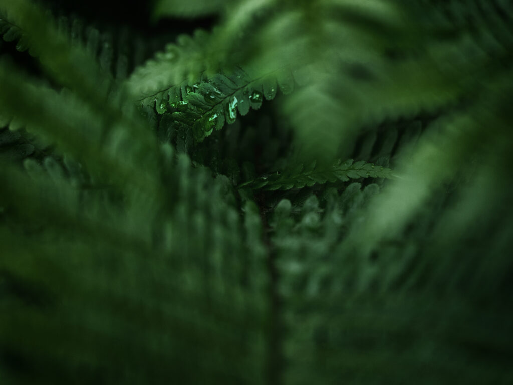 Serene Green Leaves with Water Droplets - Soft Blur Wallpaper