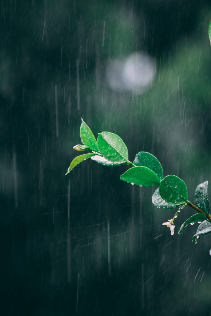 Serene Macro of Dewy Green Leaves on Branch - Rainy Wallpaper Background