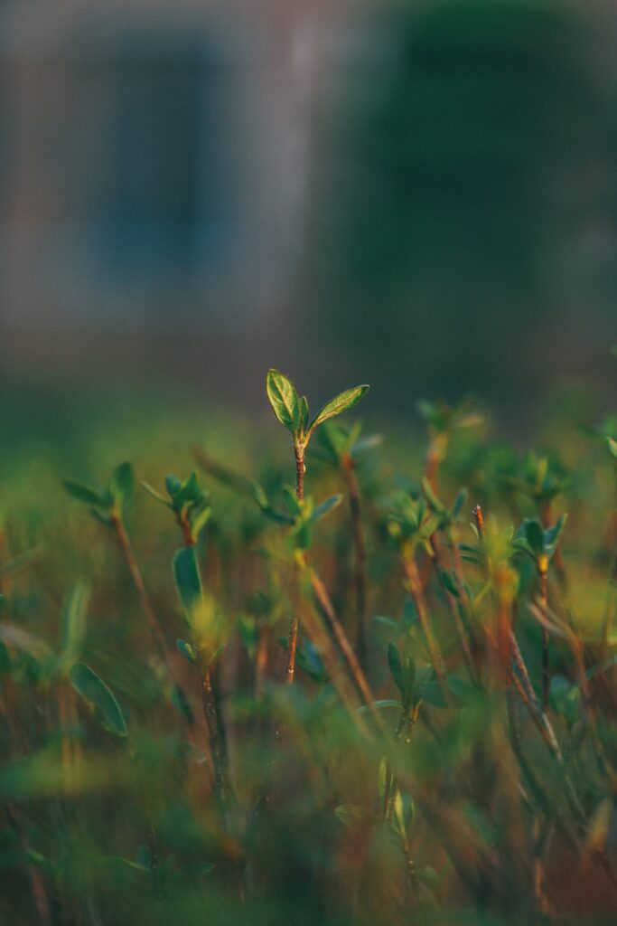 Serene Macro Shot of Fresh Green Sprout - Nature Wallpaper Background