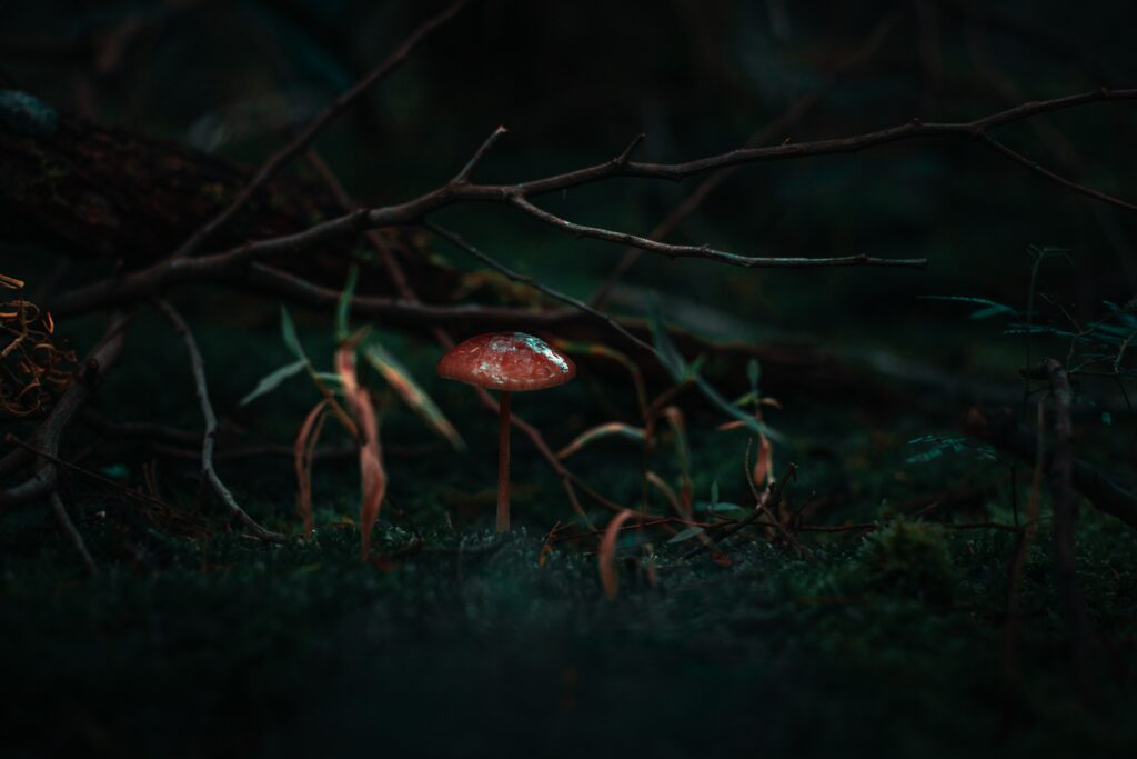 Serene Macro Mushroom Over Moss: Dark Forest Wallpaper Background
