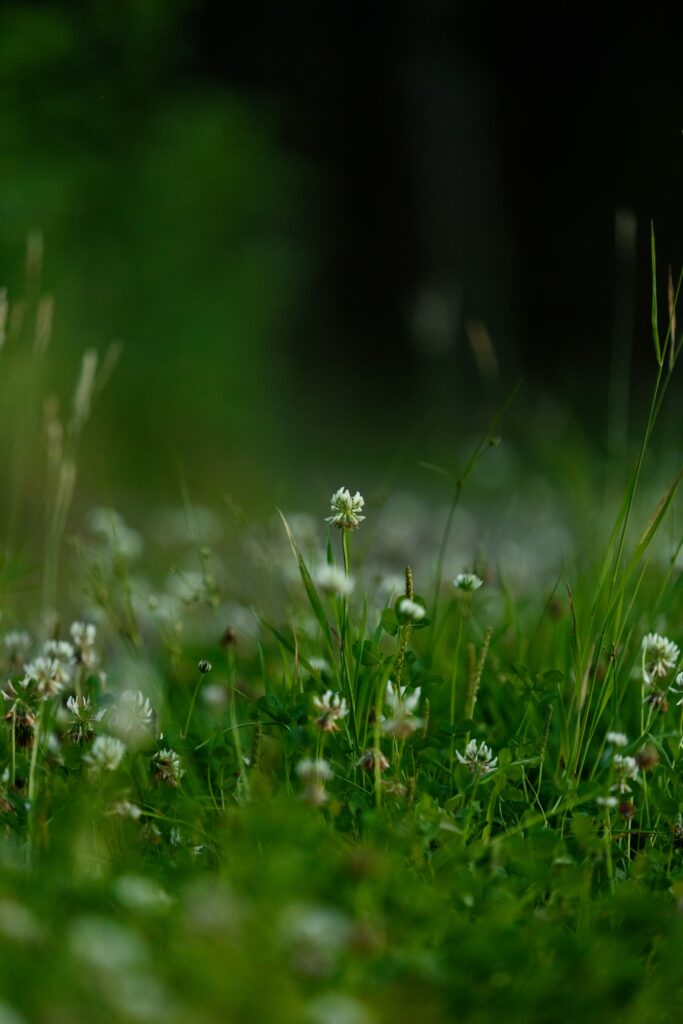Serene Macro Spring Flowers: Nature's Beauty in Lush Green Grass Wallpaper