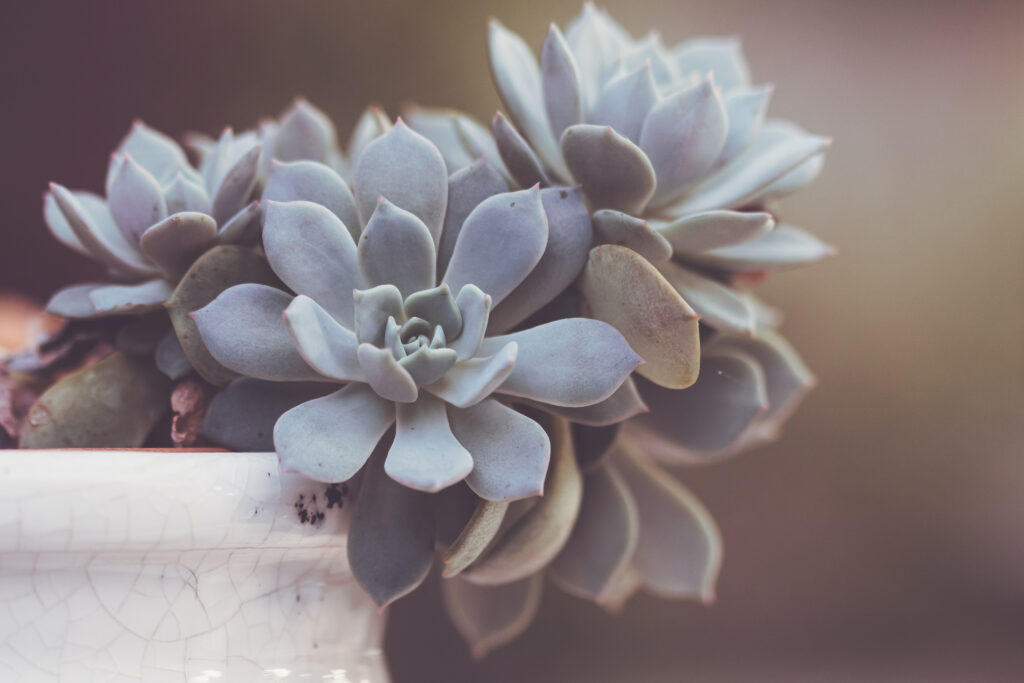 Serene Macro Succulent Leaves: Soft Pale Green Wallpaper Background