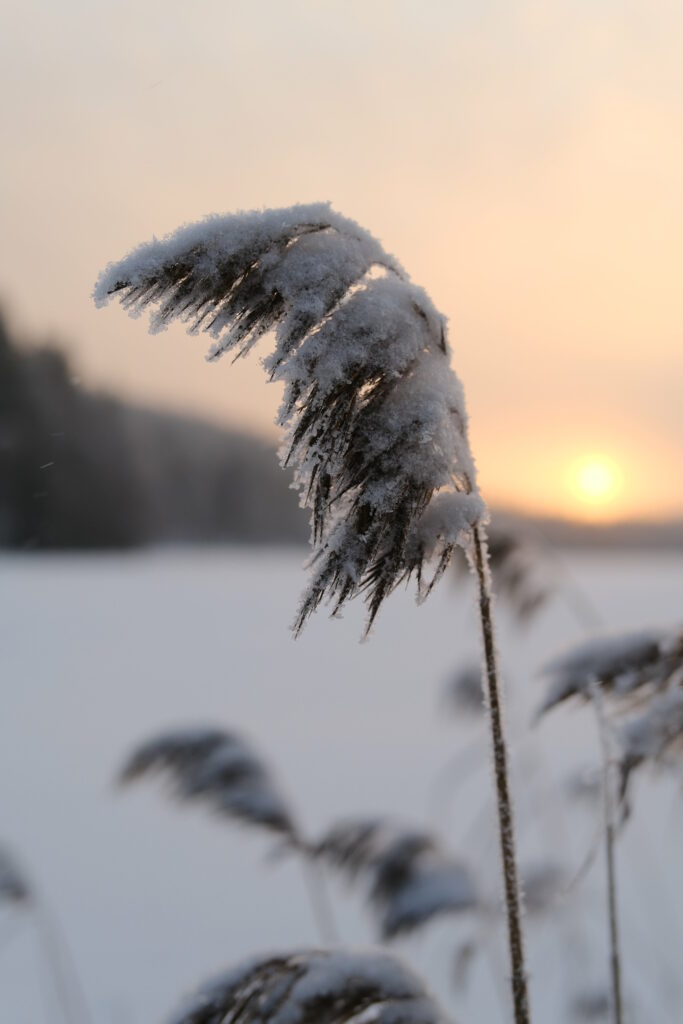 Twilight Snowy Reeds Macro: Serene Winter Wallpaper Background