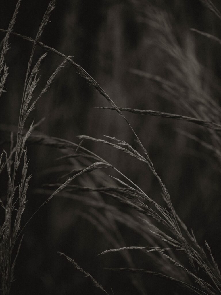 Delicate Macro Spikelets & Grass: Serene Wallpaper Background