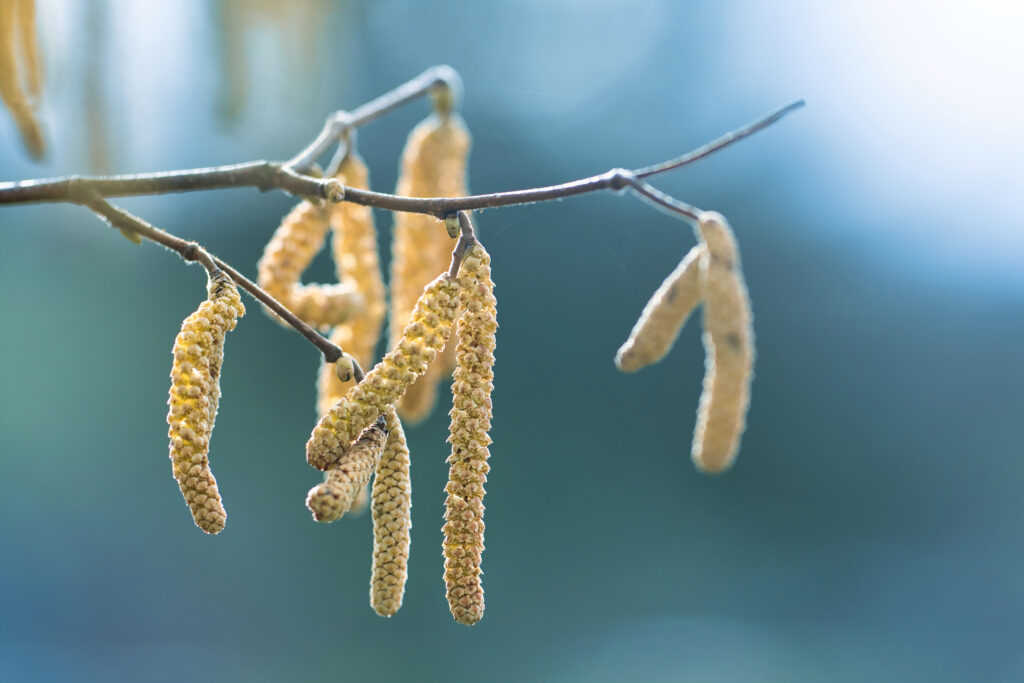 Springtime Inflorescence Macro: Serene Tree Branches Wallpaper