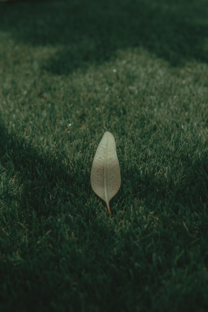 Serene Macro View: Single Leaf on Lush Green Lawn Wallpaper