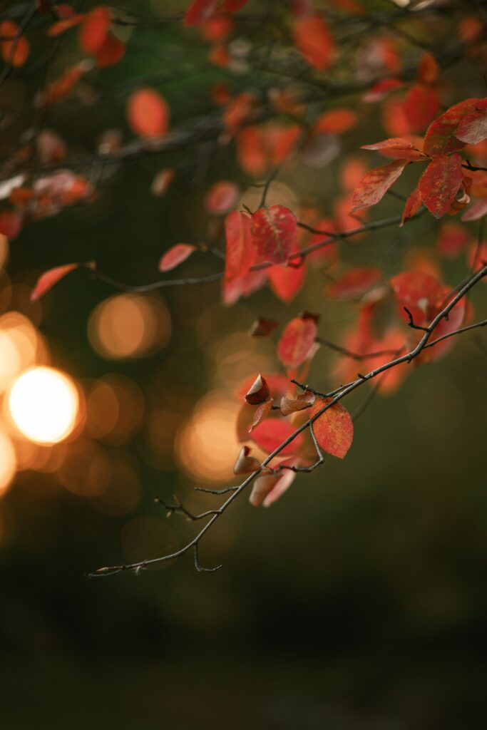 Vivid Red Leaves Macro: Serene Bokeh Wallpaper Background