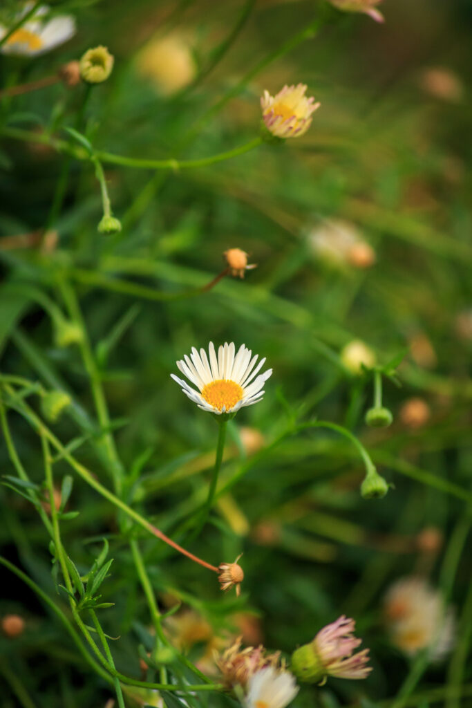 Serene Chamomile Macro Wallpaper: Vibrant Flowers on Green Background