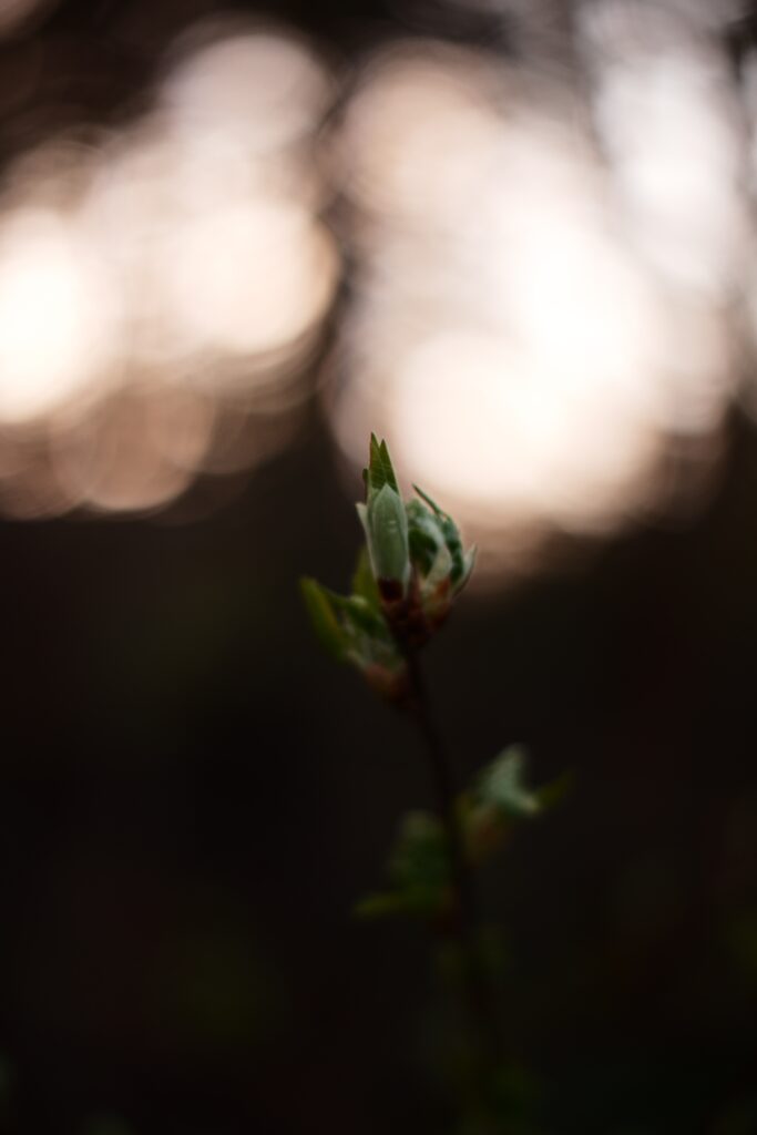 Serene Macro Shot of Budding Branch with Softly Blurred Background Wallpaper