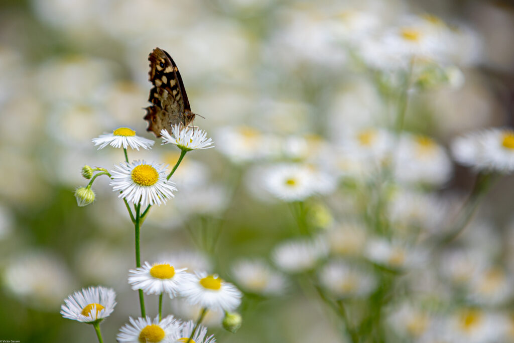 Serene Macro Wallpaper: Butterfly on Chamomile Flowers Background