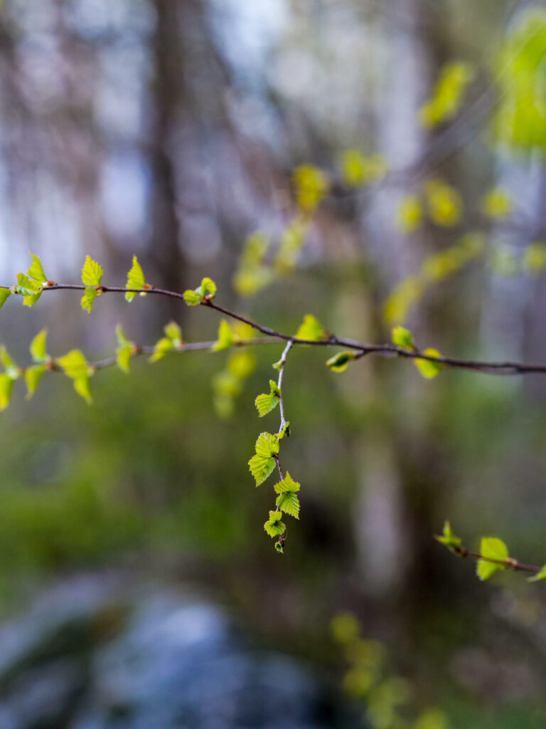 Serene Macro Wallpaper: Delicate Branch & Fresh Green Leaves