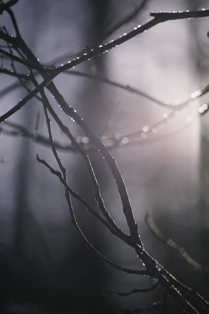 Serene Macro Wallpaper: Delicate Branches with Soft Blur & Natural Light