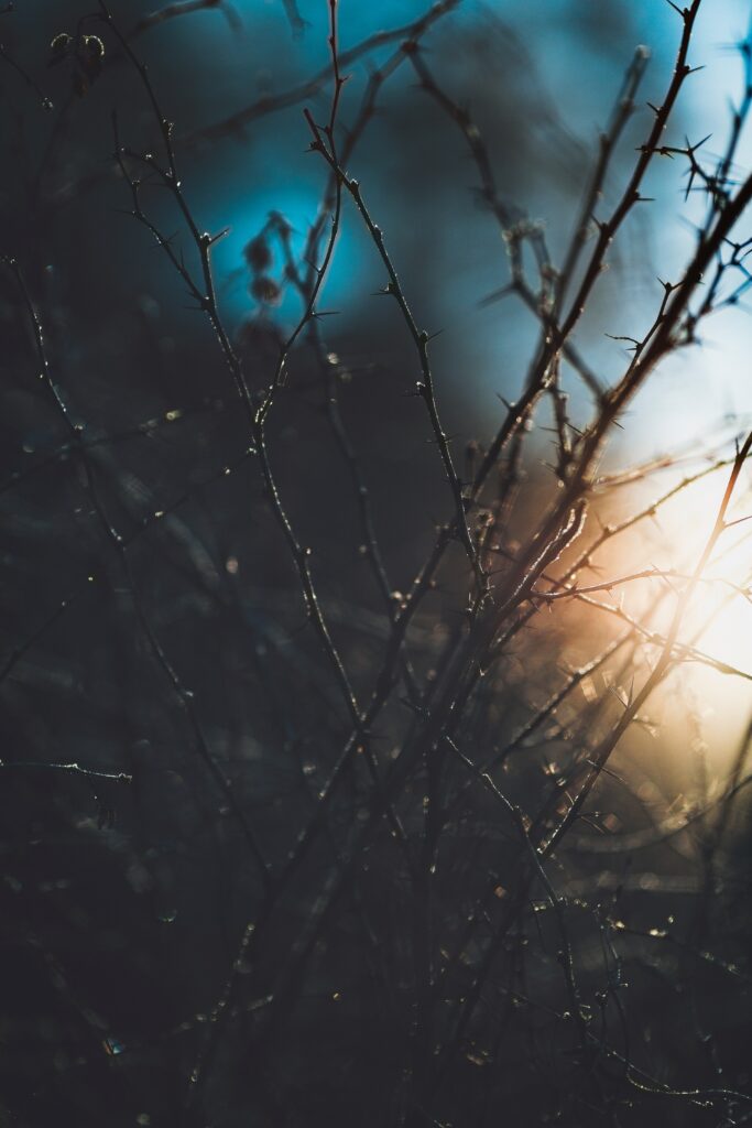 Delicate Branches Macro Wallpaper with Warm Sunlight Blur