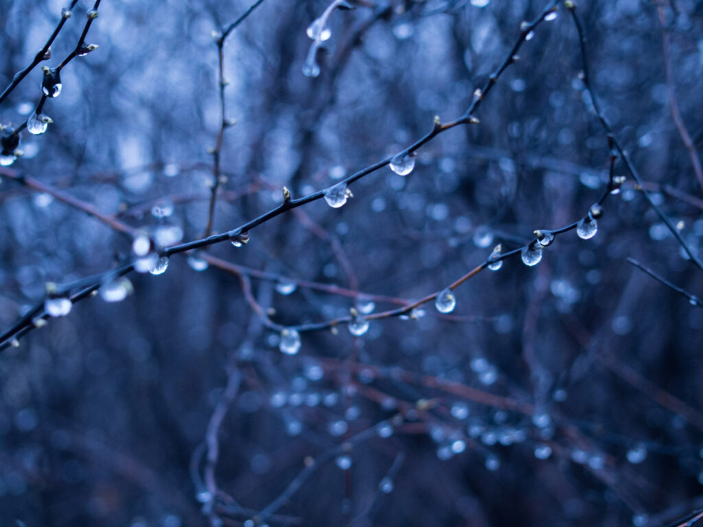 Tranquil Branch Wallpaper: Macro Water Drops with Soft Blur
