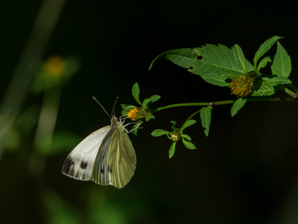 Serene Macro Wallpaper: Butterfly on Vibrant Flower & Lush Greenery