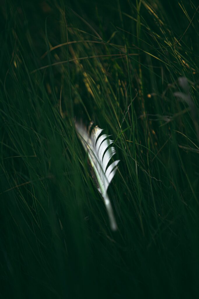 Serene Macro Feather on Lush Green Grass - Wallpaper Background