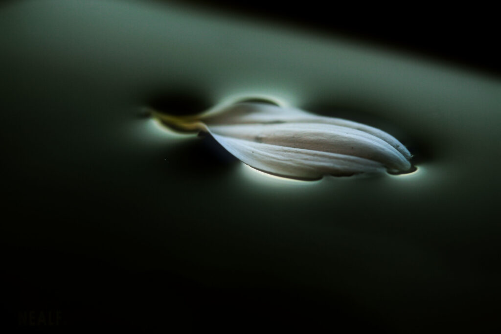 Serene Macro Wallpaper: Delicate Flower Petal on Smooth Surface