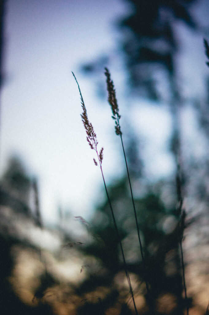 Delicate Grass Macro Shot: Serene Natural Wallpaper Background