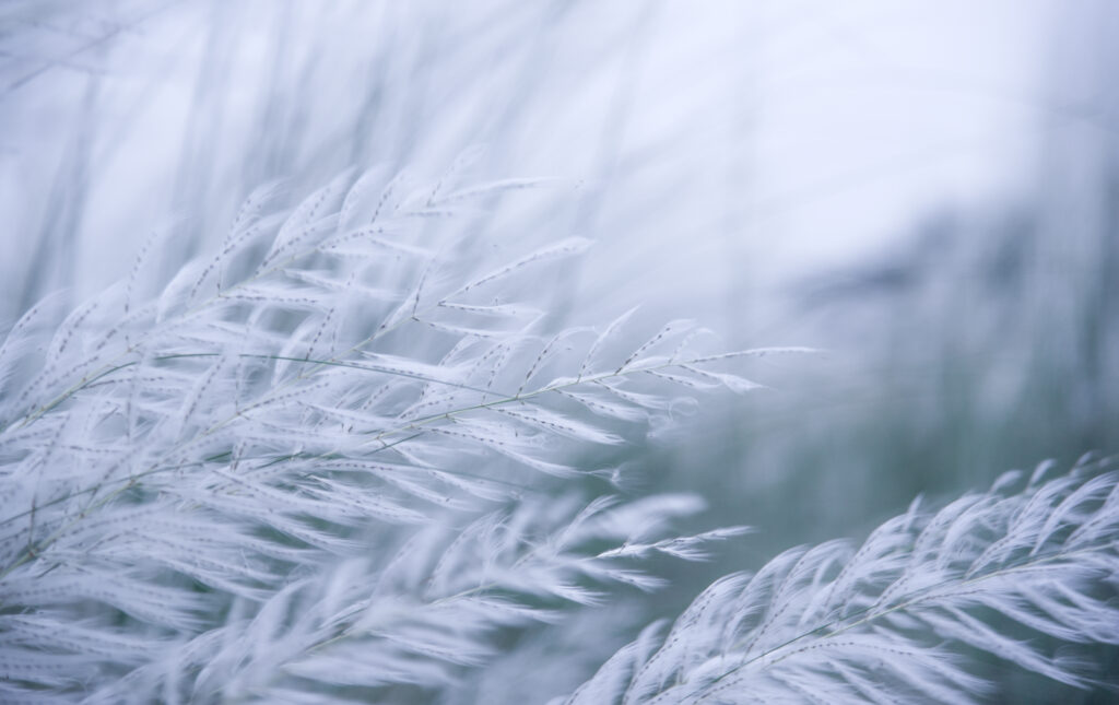 Tranquil Macro Wallpaper: Soft Grass & Branches Against Muted Background