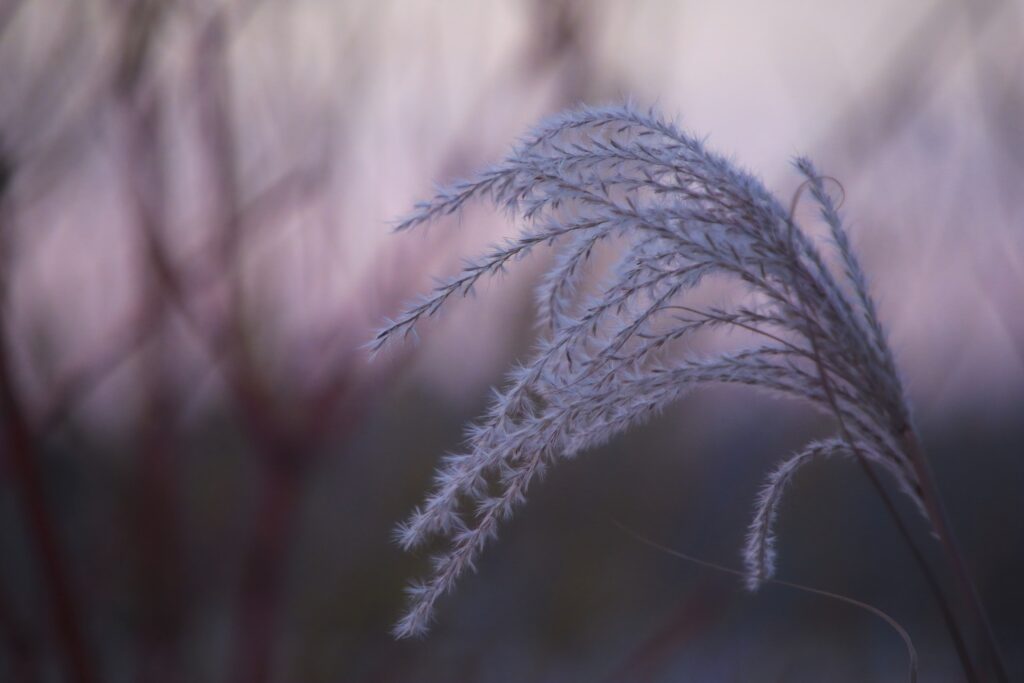 Serene Macro Wallpaper: Delicate Grass Fluff on Pastel Blur