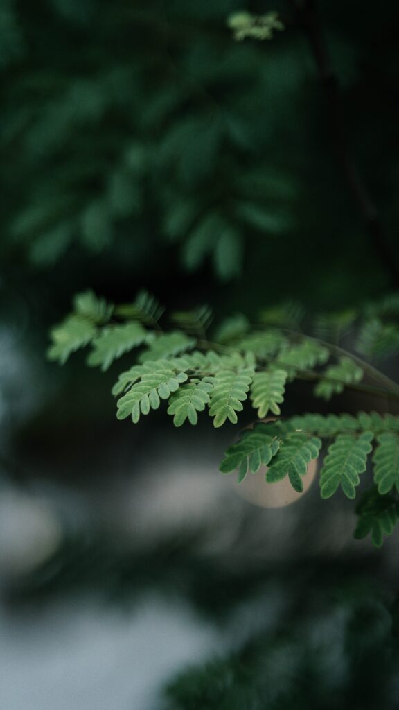 Serene Macro Wallpaper: Delicate Green Leaves & Branches in Soft Focus