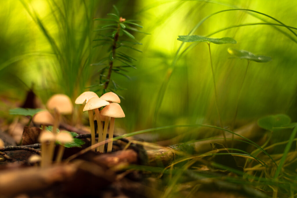 Serene Macro Wallpaper: Delicate Mushrooms in Lush Nature Background