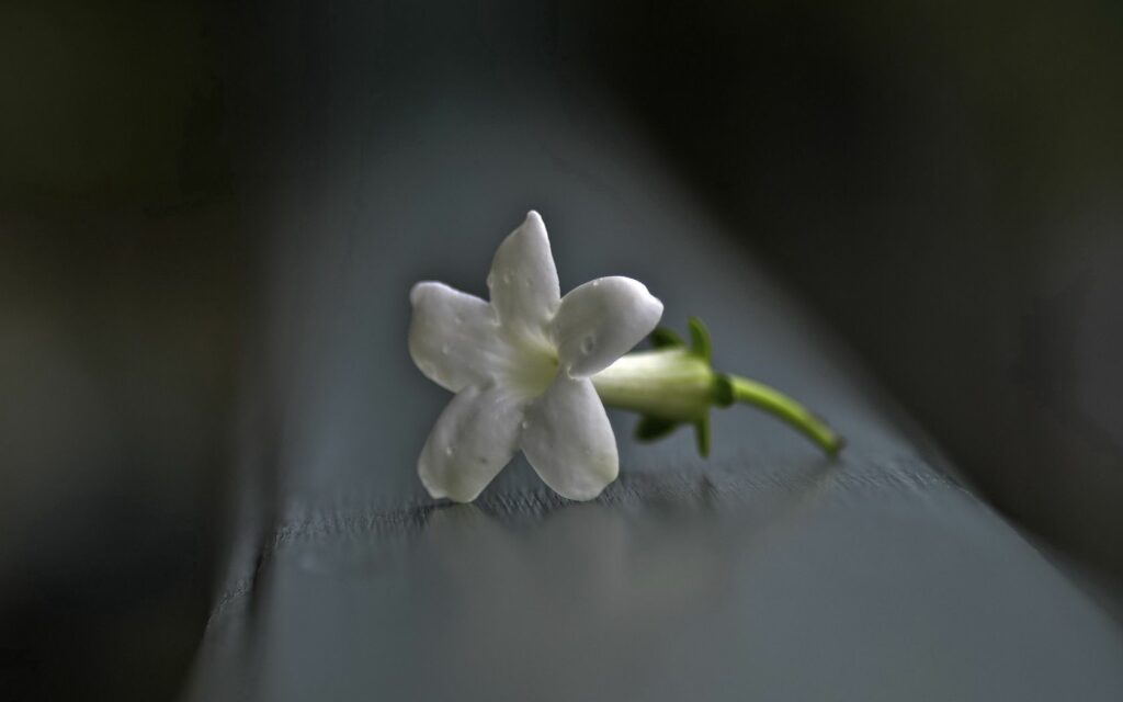 Serene Macro Wallpaper: Delicate White Flower on Soft Background