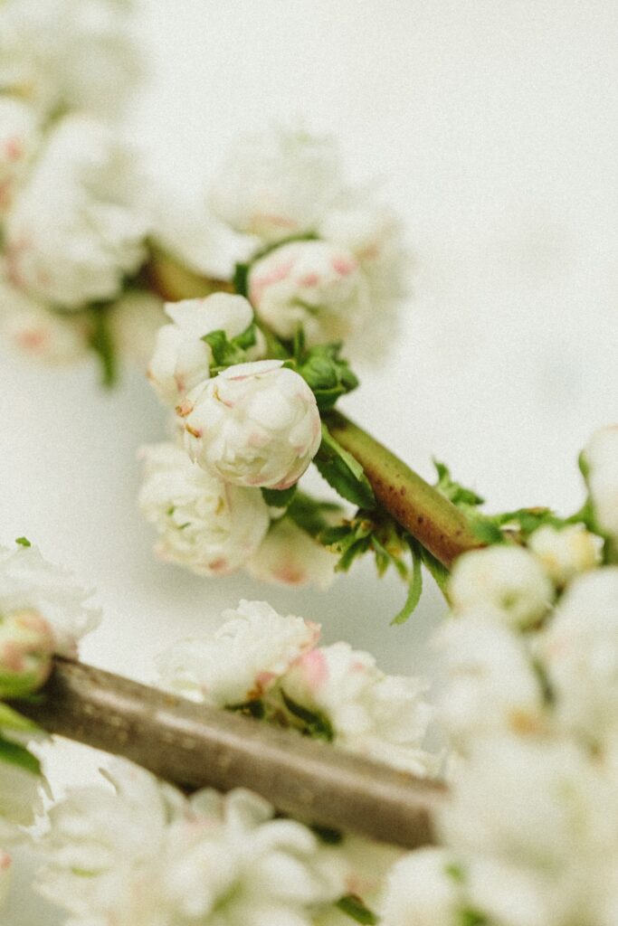 Serene Macro Shot of Delicate White Flowers - Nature's Wallpaper