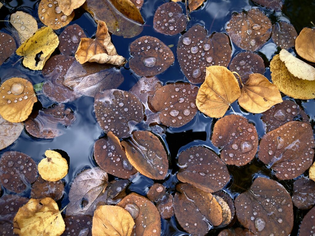 Serene Macro Wallpaper: Water-Droplet Leaves on Reflective Surface