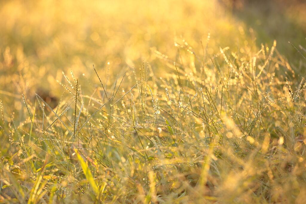 Serene Macro Wallpaper: Dewdrops on Grass in Warm Morning Light
