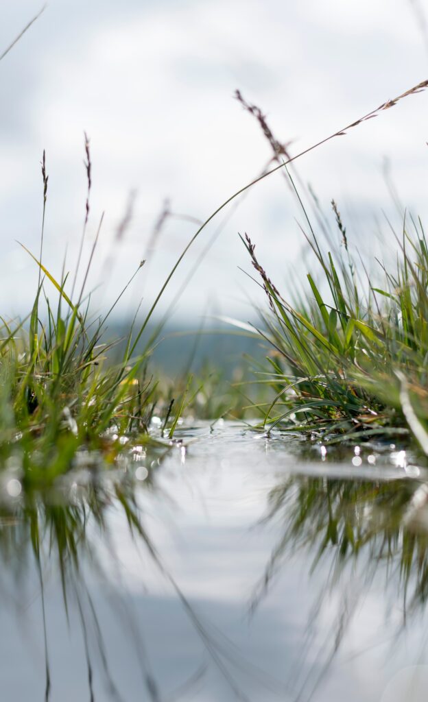 Serene Macro Shot of Green Grass by Reflective Water - Tranquil Wallpaper