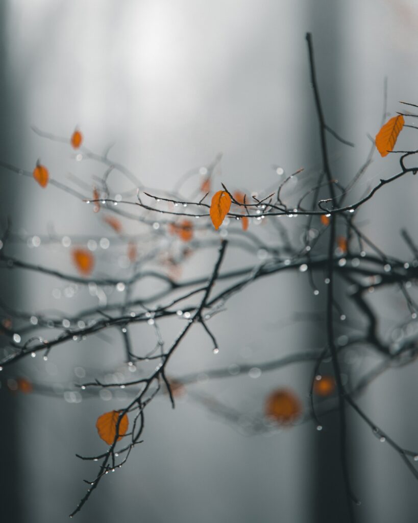 Serene Macro Wallpaper: Orange Leaves & Raindrops on Misty Background