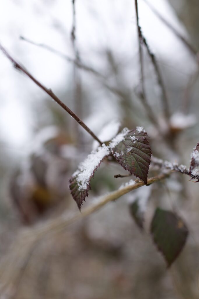 Snow-Dusted Leaves & Branches: Serene Nature Macro Wallpaper