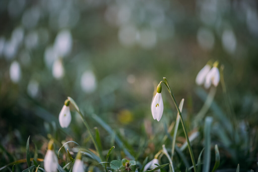 Serene Macro Wallpaper: Snowdrops Blooming in a Lush Green Meadow