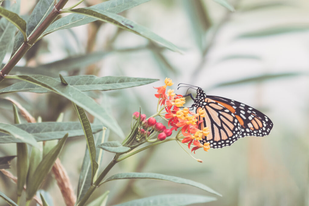 Vibrant Butterfly Macro Wallpaper with Colorful Flowers & Foliage