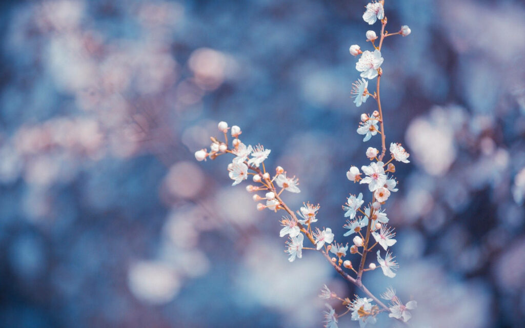 Dreamy Macro Wallpaper: Delicate White Flowers on Peach Stalks