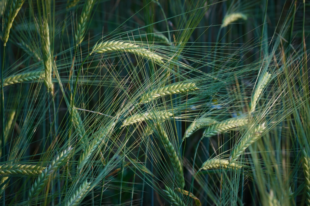 Serene Macro Wheat Field: Intricate Ripening Ears - Wallpaper Background