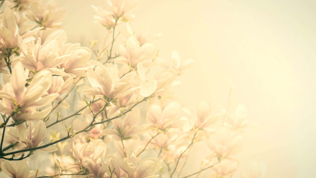 Serene Magnolia Tree in Sunlight - Tranquil White Flowers Background Wallpaper