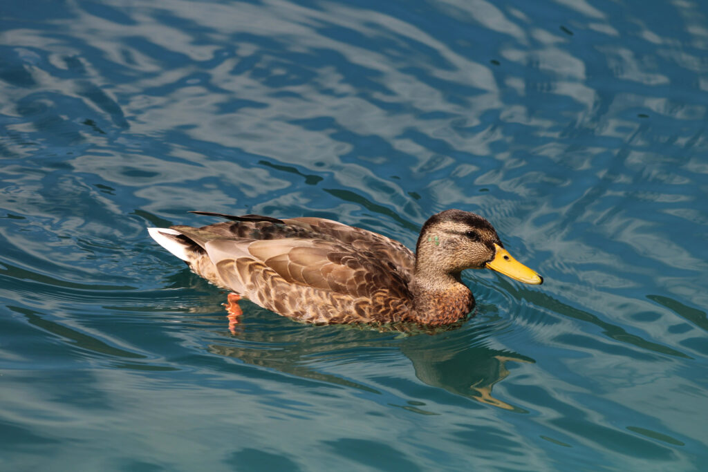 Serene Mallard Duck Wallpaper: Tranquil Blue Pond Background