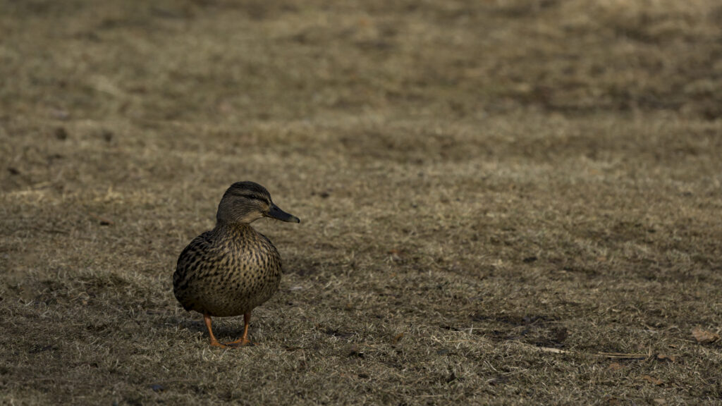 Serene High-Resolution Mallard Duck Wallpaper on Grassy Background