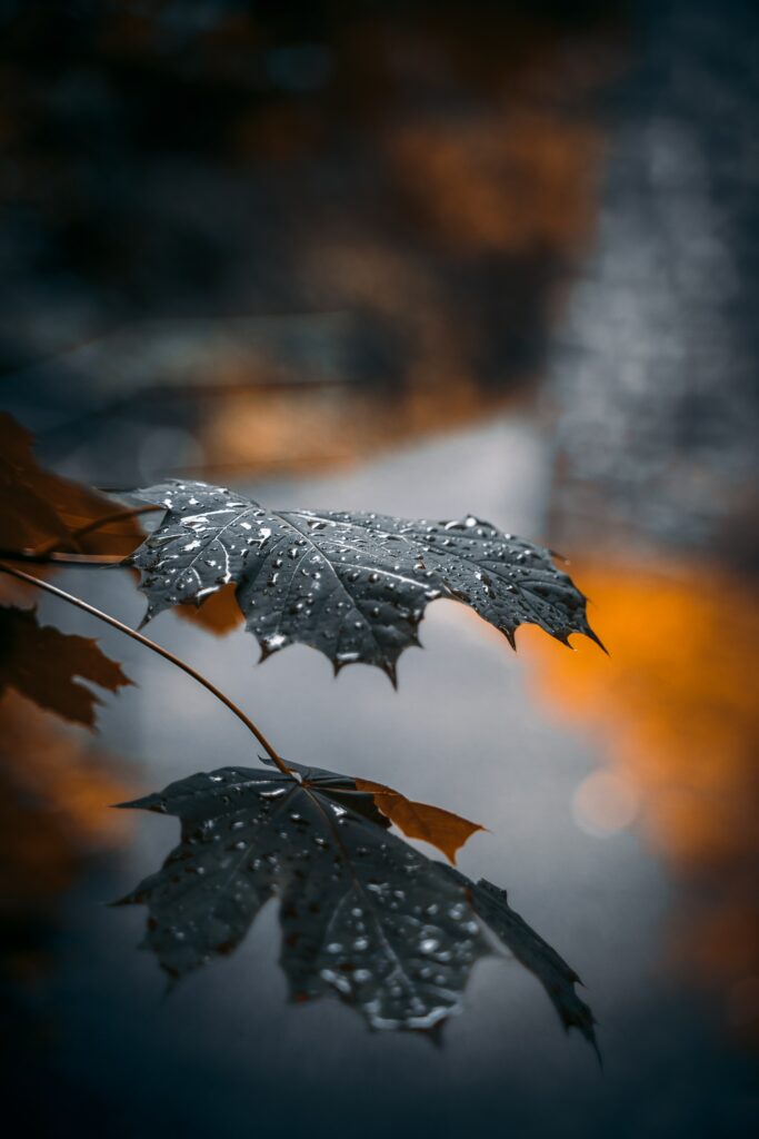 Serene Macro Maple Leaf with Water Droplets - Wallpaper Background